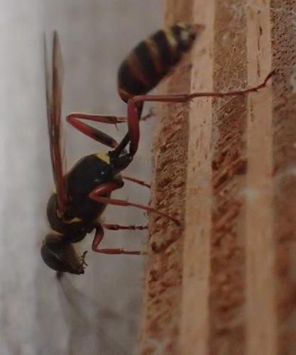 Réf. 304 766 : Sceliphron curvatum